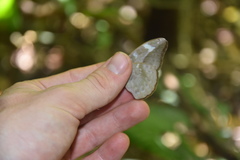 Bebearia laetitioides