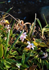 Lobelia oligophylla