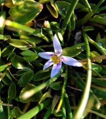 Lobelia oligophylla