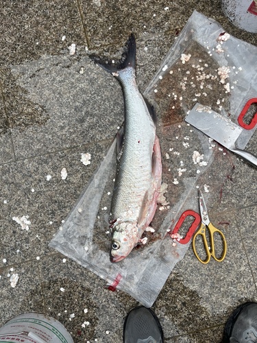 Predatory Carp