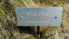 Pseudoziziphus parryi