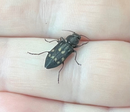 iNaturalist observation photo of Charcoal Beetle