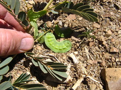 Senna italica image