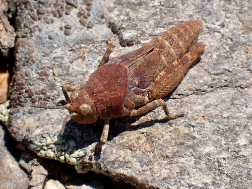 iNaturalist observation photo of Short-horned Grasshoppers