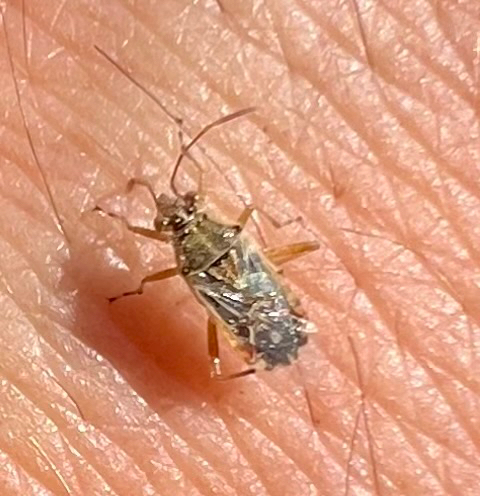 iNaturalist observation photo of Hyaline Grass Bug