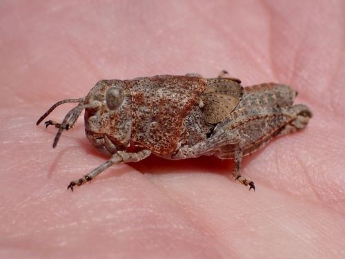 iNaturalist observation photo of Short-horned Grasshoppers