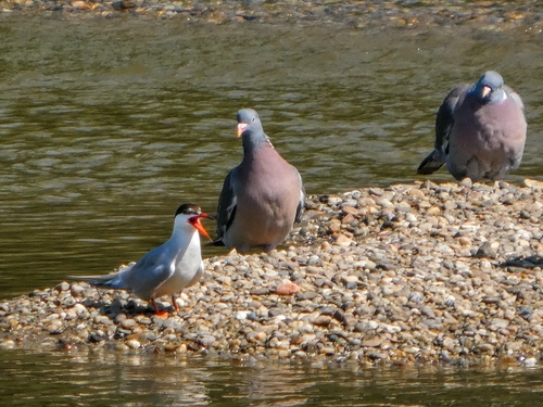 Common Tern