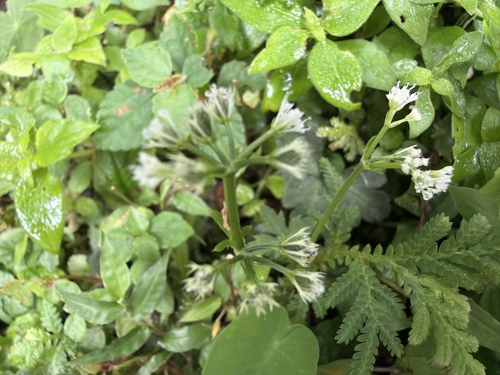 Sanicula lamelligera, 2026-06-19