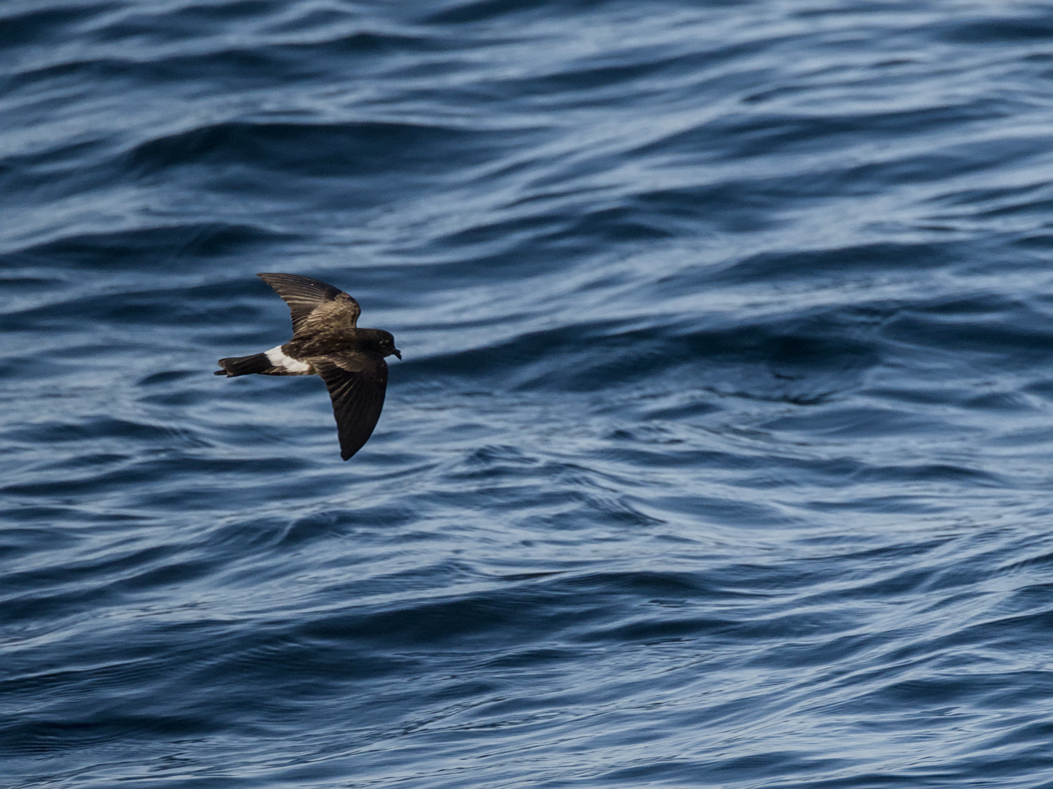 Elliot's Storm Petrel (Oceanites gracilis), photo 4