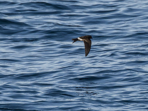 Elliot's Storm Petrel (Oceanites gracilis), photo 3