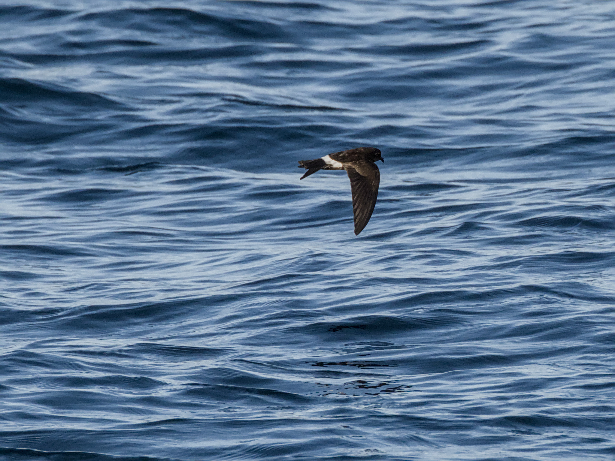 Elliot's Storm Petrel (Oceanites gracilis), photo 3