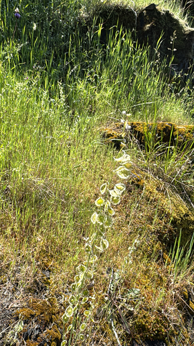 Thysanocarpus curvipes, photograph 3