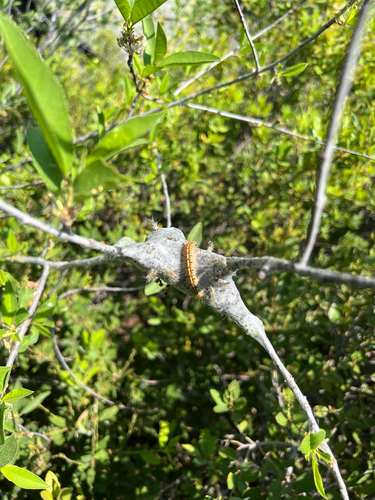 iNaturalist observation photo of Western Tent Caterpillar Moth