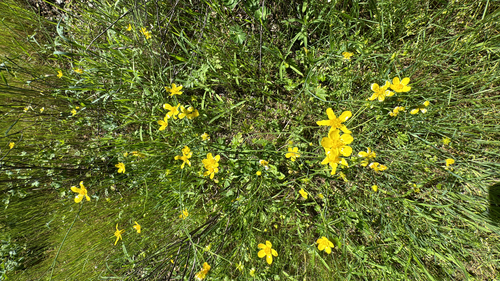 Ranunculus occidentalis, photograph 5