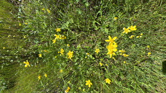 Ranunculus occidentalis, photograph author not stated, no rights reserved