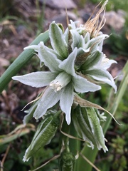 Ornithogalum nutans