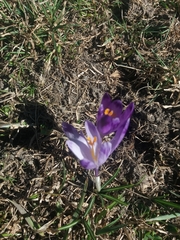 Crocus heuffelianus scepusiensis