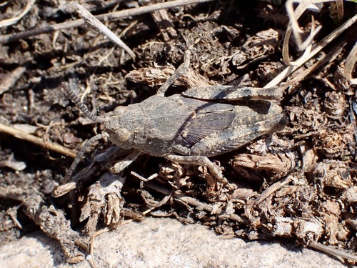iNaturalist observation photo of Short-horned Grasshoppers