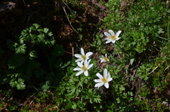 Anemonoides baldensis