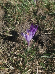 Crocus heuffelianus scepusiensis
