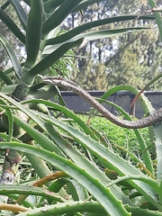 Thelotornis capensis