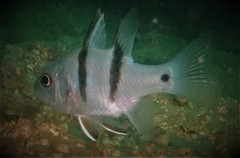 Apogonichthyoides pseudotaeniatus