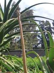 Thelotornis capensis