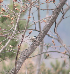 Poecile palustris