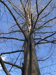 Metasequoia glyptostroboides