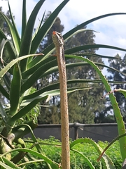 Thelotornis capensis