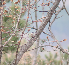 Poecile palustris