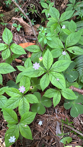 Western Starflower