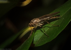 Chiromyzinae