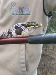 Thelotornis capensis