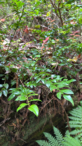 Evergreen Huckleberry
