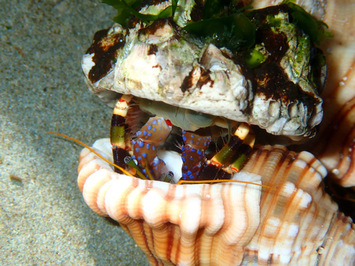 Calcinus imperialis observed 2026-04-27