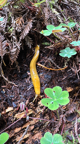 Pacific Banana Slug