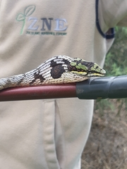 Thelotornis capensis