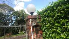 Thelotornis capensis