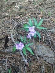 Cardamine glanduligera