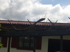 Thelotornis capensis