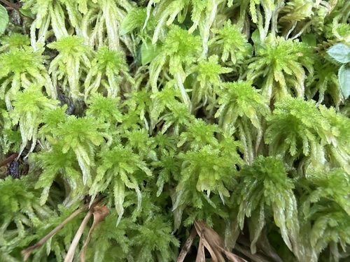 Sphagnum junghuhnianum observed 2026-06-19