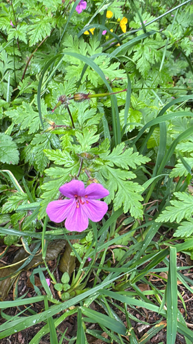 Geranium yeoi, photograph 3