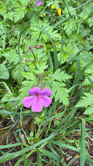 Geranium yeoi, photograph author not stated, no rights reserved