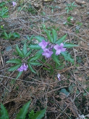 Cardamine glanduligera