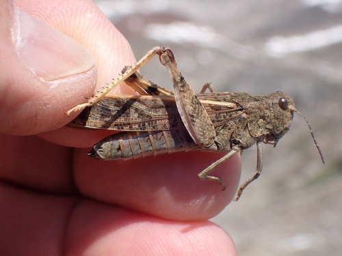 iNaturalist observation photo of Cratypedes