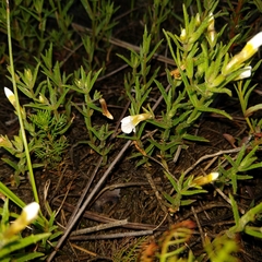 Gratiola ramosa