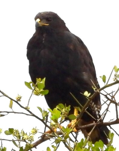 Augur Buzzard (Buteo augur), photo 4