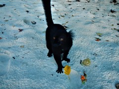 Eulemur macaco