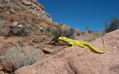 Liolaemus gununakuna